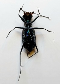 Cicindelidia punctulata