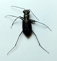 Cicindelidia punctulata