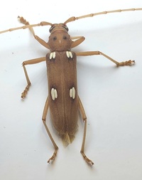 Eburia quadrigeminata
