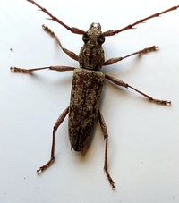 Elaphidion mucronatum