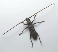 Elaphidion mucronatum