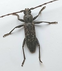 Elaphidion mucronatum