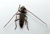 Elaphidion mucronatum