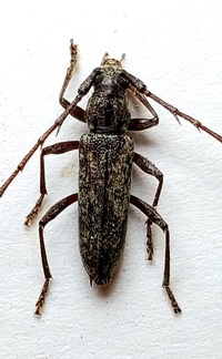 Elaphidion mucronatum