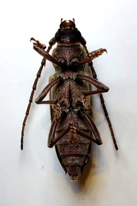 Enaphalodes atomarius