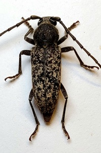 Enaphalodes atomarius