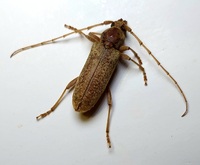 Enaphalodes rufulus