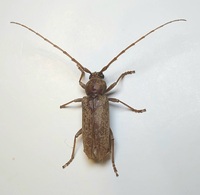 Enaphalodes rufulus