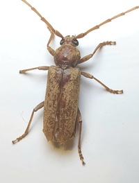 Enaphalodes rufulus