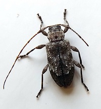 Leptostylus transversus