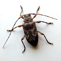 Leptostylus transversus