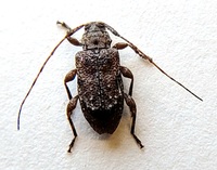 Leptostylus transversus