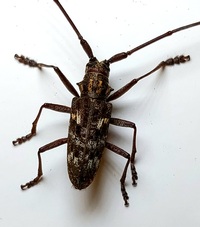 Monochamus carolinensis