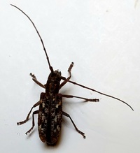 Monochamus carolinensis