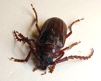 Prionus pocularis