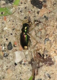 Tetracha carolina