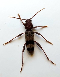 Xylotrechus colonus