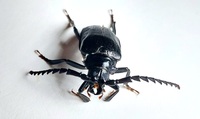 Prionus laticollis