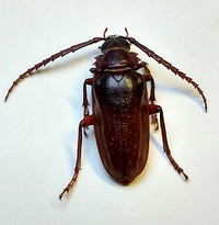 Prionus pocularis