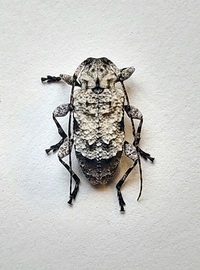 Leptostylus asperatus