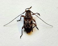 Leptostylus transversus
