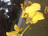 Megacyllene robiniae