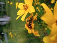 Megacyllene robiniae