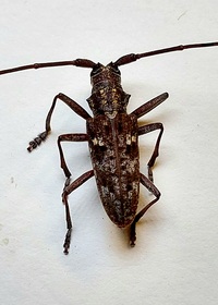 Monochamus carolinensis