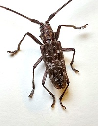 Monochamus carolinensis