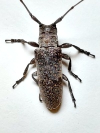 Oncideres cingulata