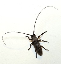 Oncideres cingulata