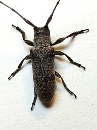 Oncideres cingulata