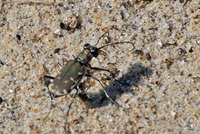 Cicindela ancocisconensis