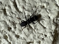 Neoclytus jouteli