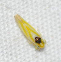 Erythridula noeva