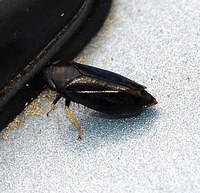 Scleroracus anthracinus