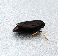 Scleroracus anthracinus