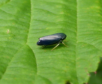 Scleroracus anthracinus