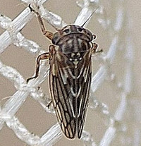 Aceratagallia agricola