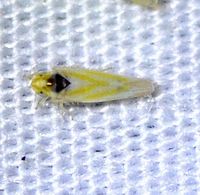 Erythridula noeva