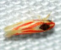 Erythridula noeva