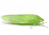 Gyponana unidentified species