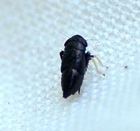 Scleroracus anthracinus