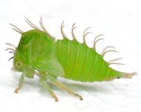 Stictocephala terminalis