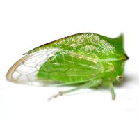 Stictocephala terminalis