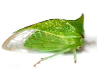 Stictocephala terminalis