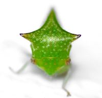 Stictocephala terminalis