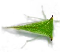 Stictocephala terminalis