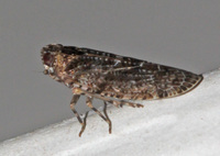 Catonia unidentified species