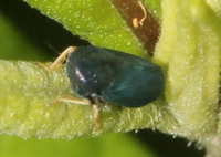 Scleroracus anthracinus